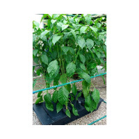 Nutriculture Gro-Tank System NFT GT100