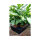 Nutriculture Flo-Gro FG520