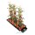 AUTOPOT System Tray2Grow